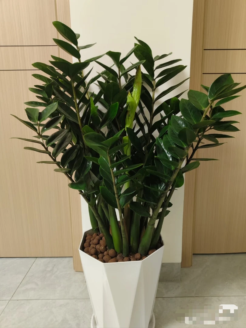 250规格盆中型钱树室内外客厅大绿植好养四季常绿好养盆景