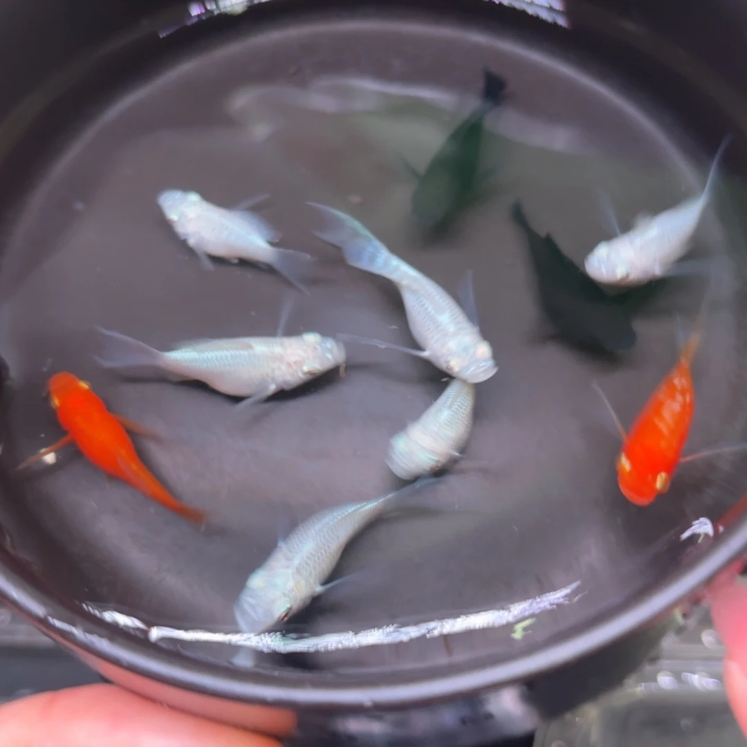 孔雀鱼玛丽球8➕2备损