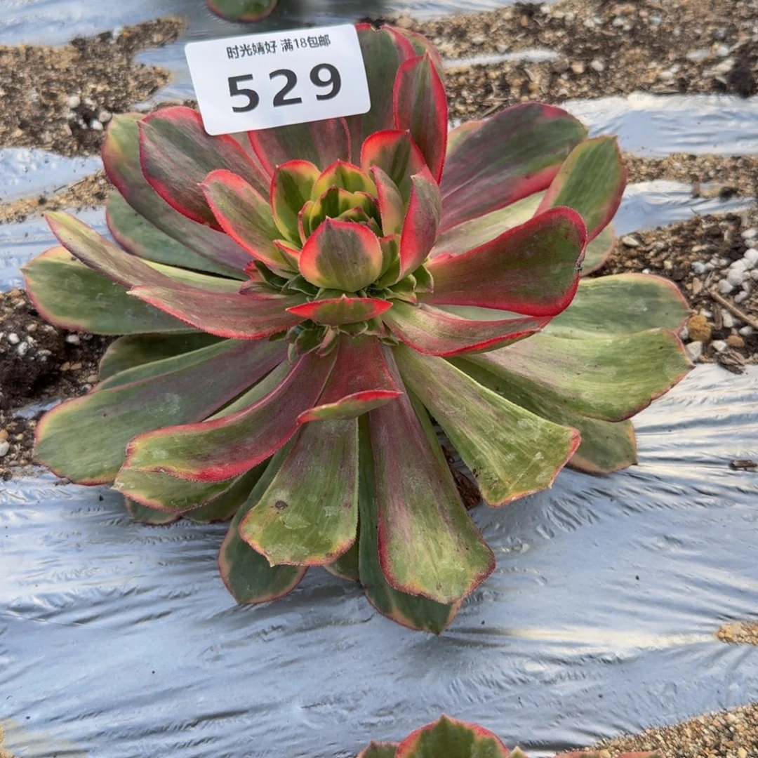 529克拉恋人。多肉植物