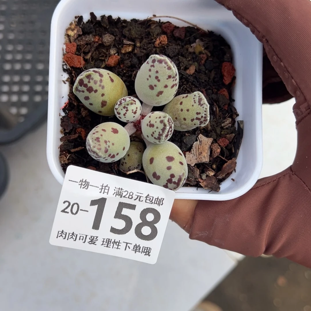 海豹多肉多肉多肉多肉