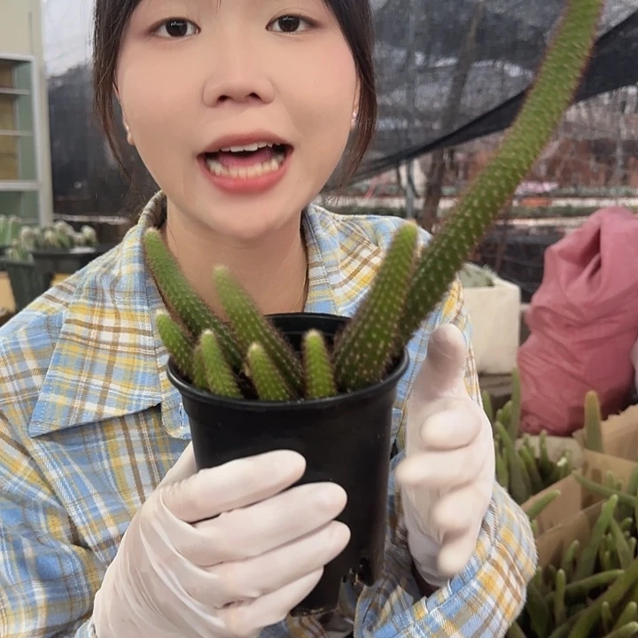 垂钓金妞两颗（掉头掉崽不售后）