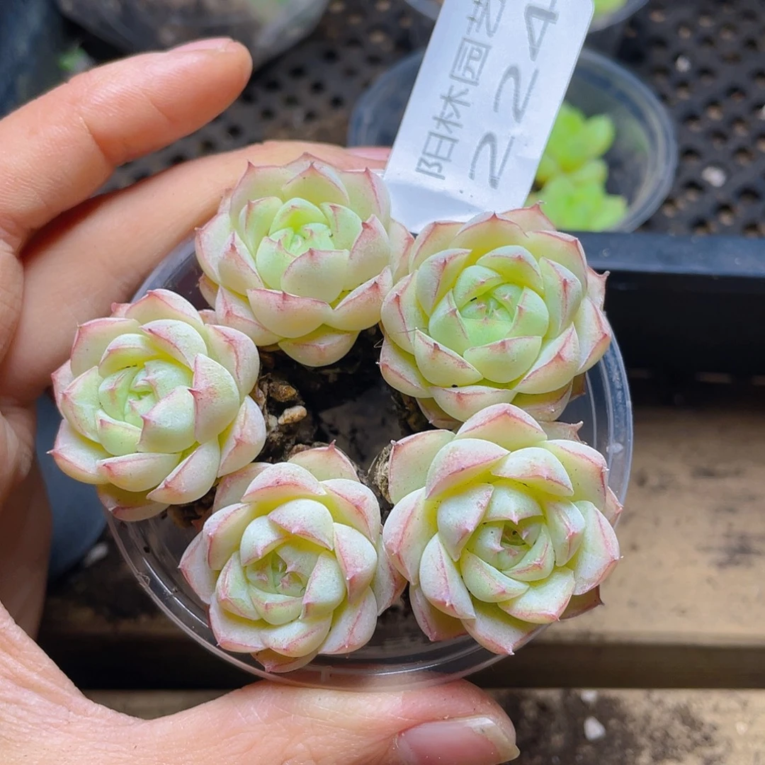 多肉植物多肉植物224