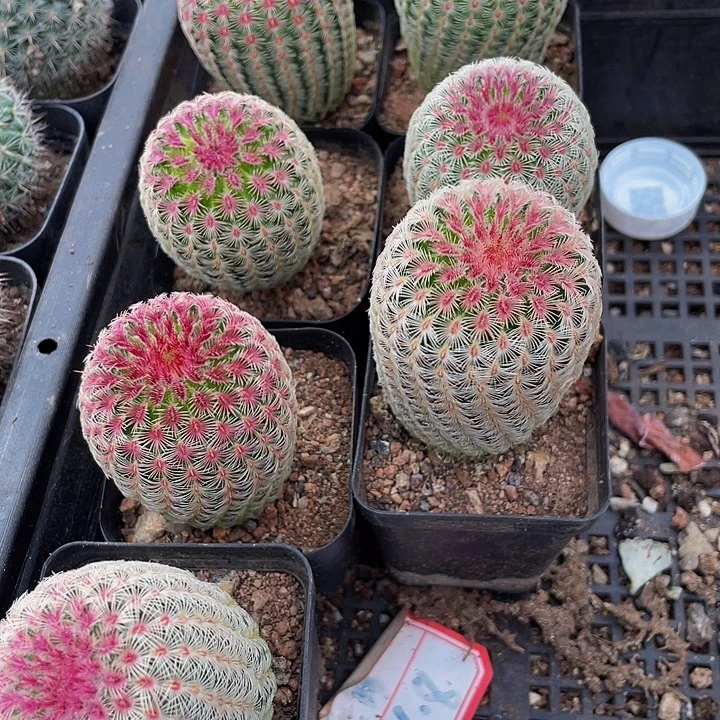 红太阳带盆土发货