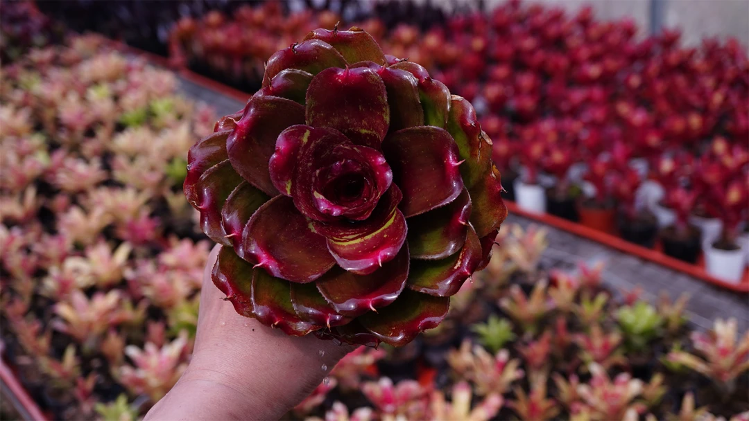 Neo.Small world  小型积水凤梨  10-15cm