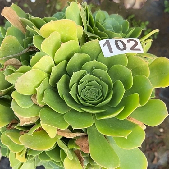 回*多肉植物一个