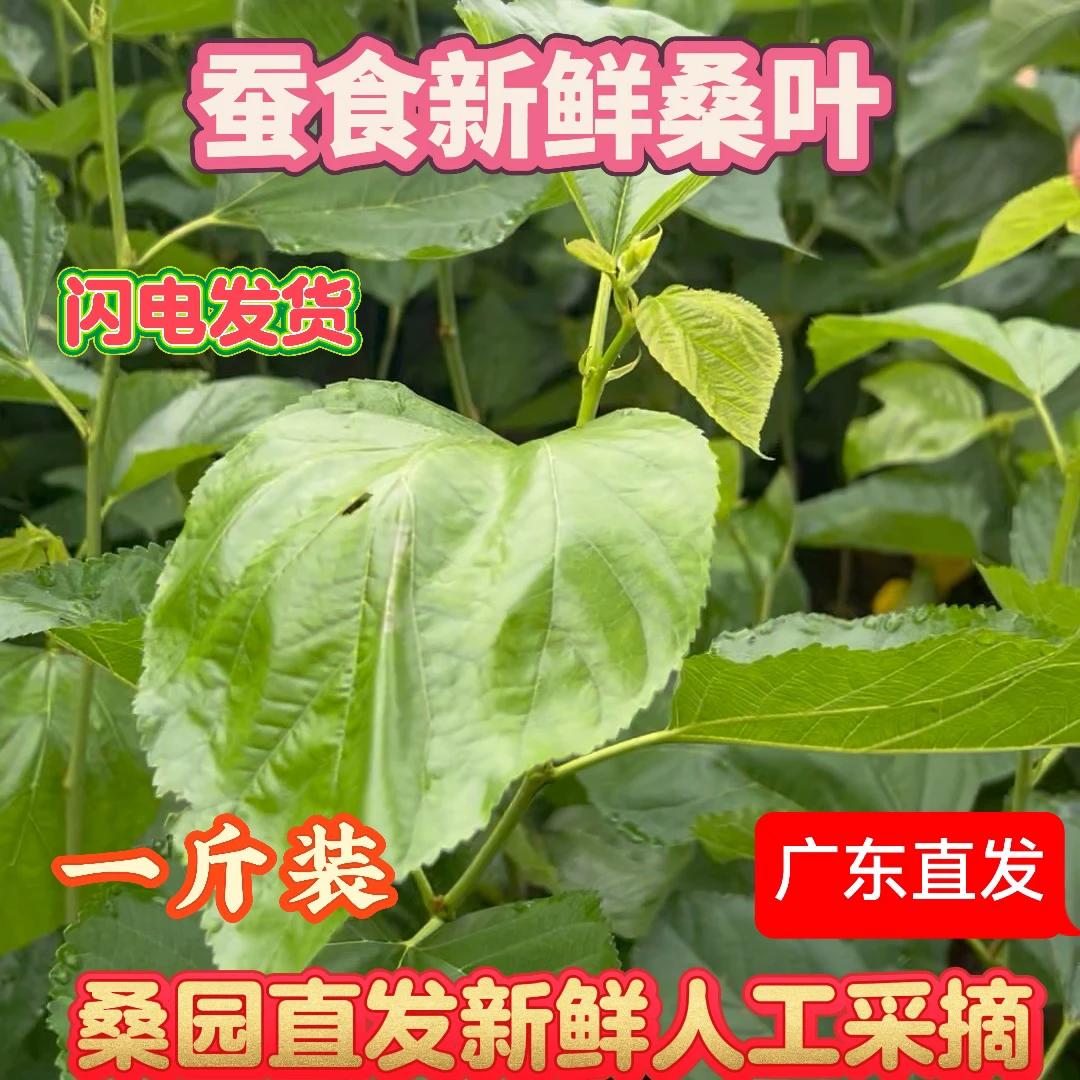 养蚕桑叶食用蚕饲料每日现摘小学生专用纯天然新鲜广东新鲜桑葚叶