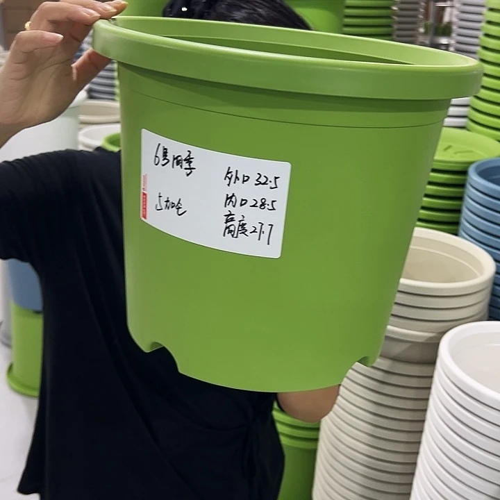 正品6号四季口32.5高27.7果绿无托7只