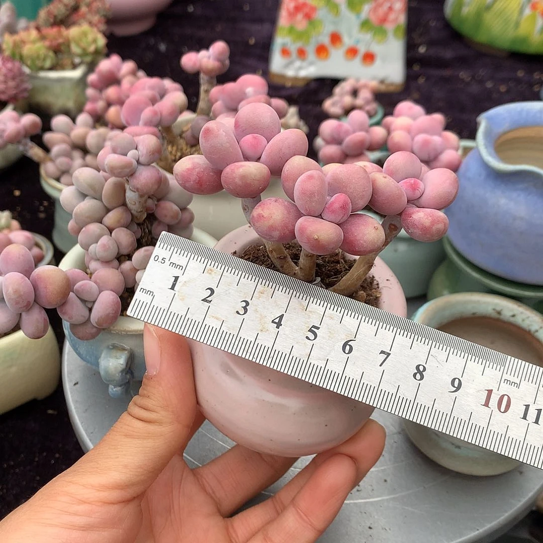 安**妈80号带盆偏远地区bu bao you de