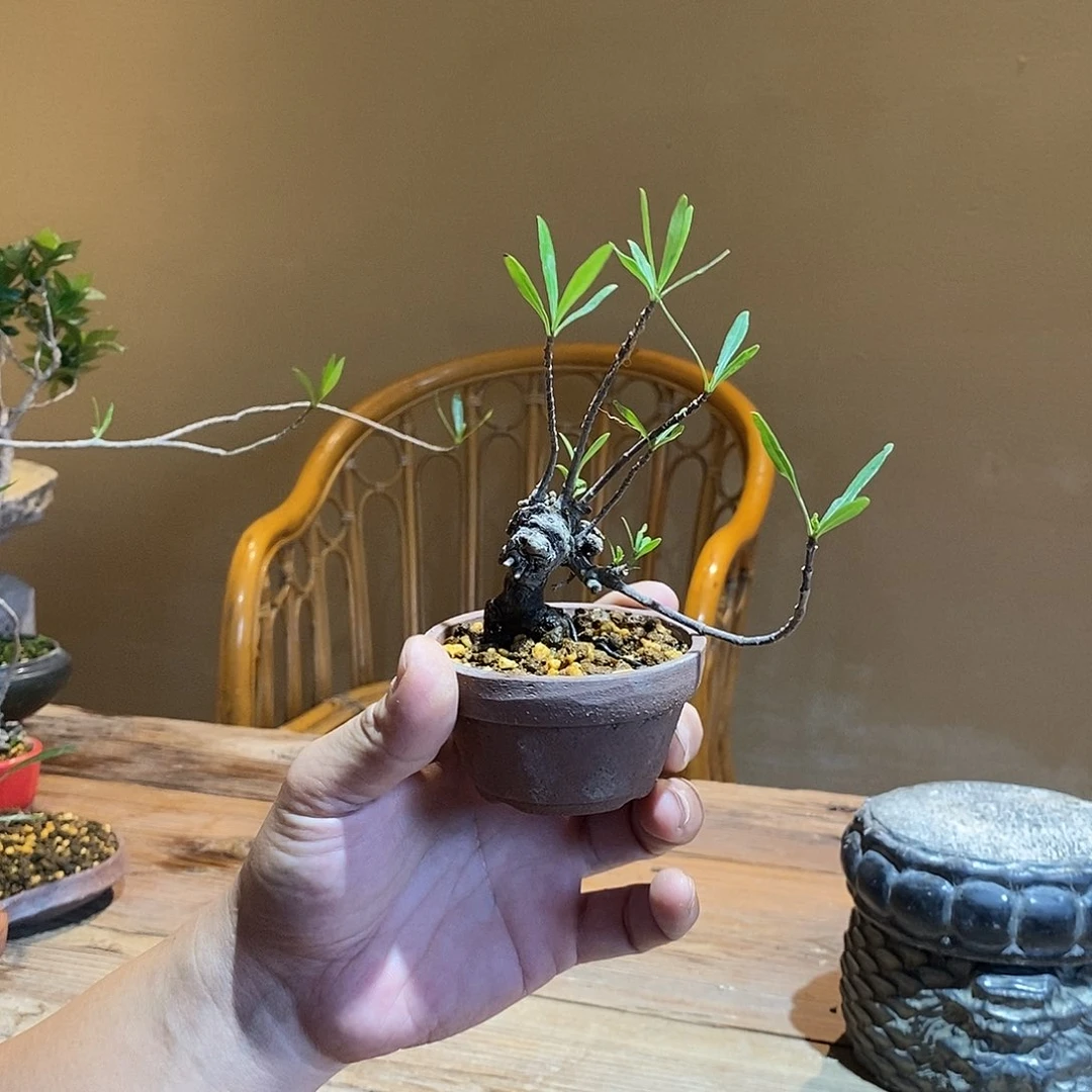 无花朵少****流栀子花