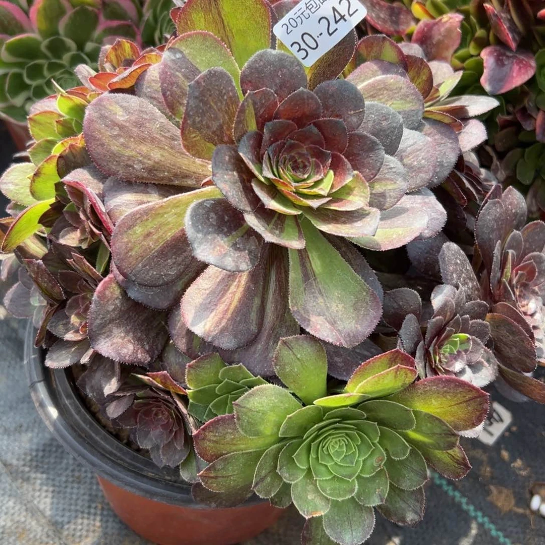 242花月夜多肉植物