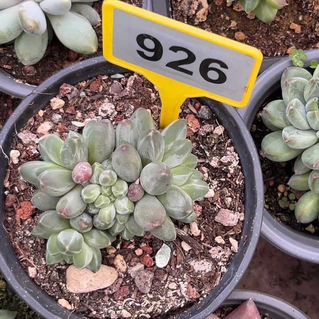 墨****多肉植物申公豹群926