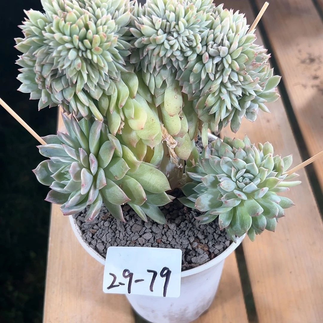 2.9-79冰魄缀化多肉