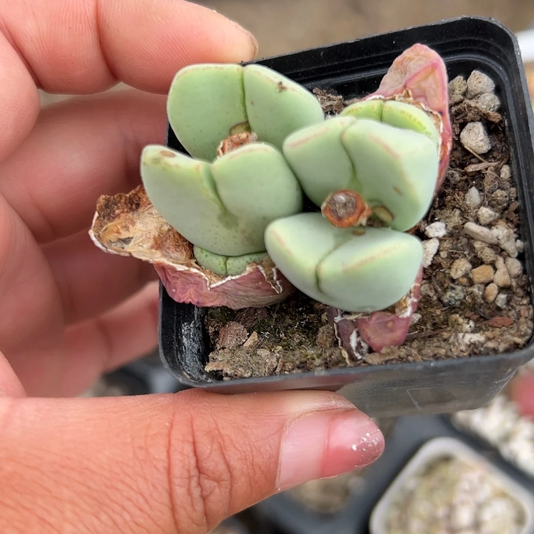 多肉植物多肉植物