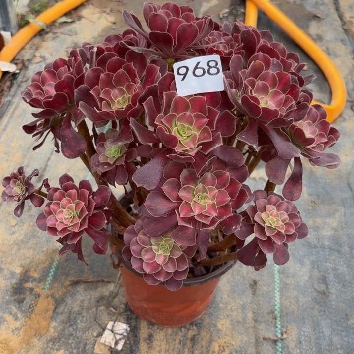花纳多肉植物不包损968