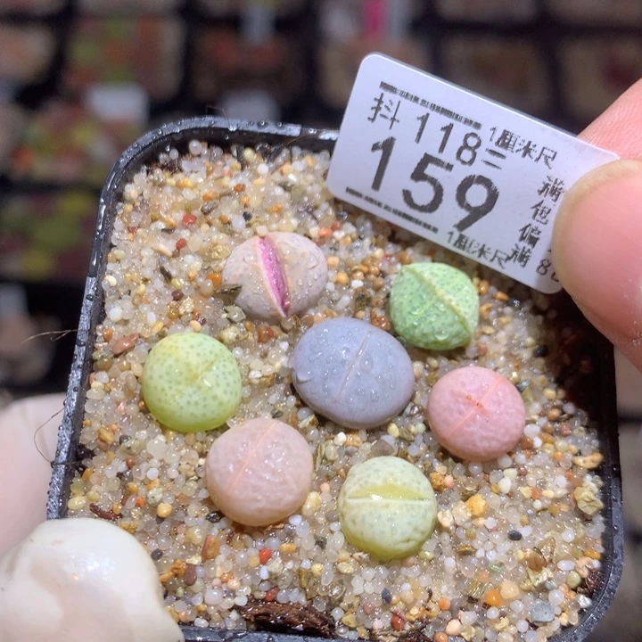 并*精品生石花118.159