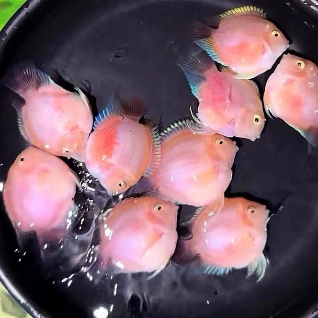 迷你鹦鹉精品宝蓝圆体（无开箱无售后）