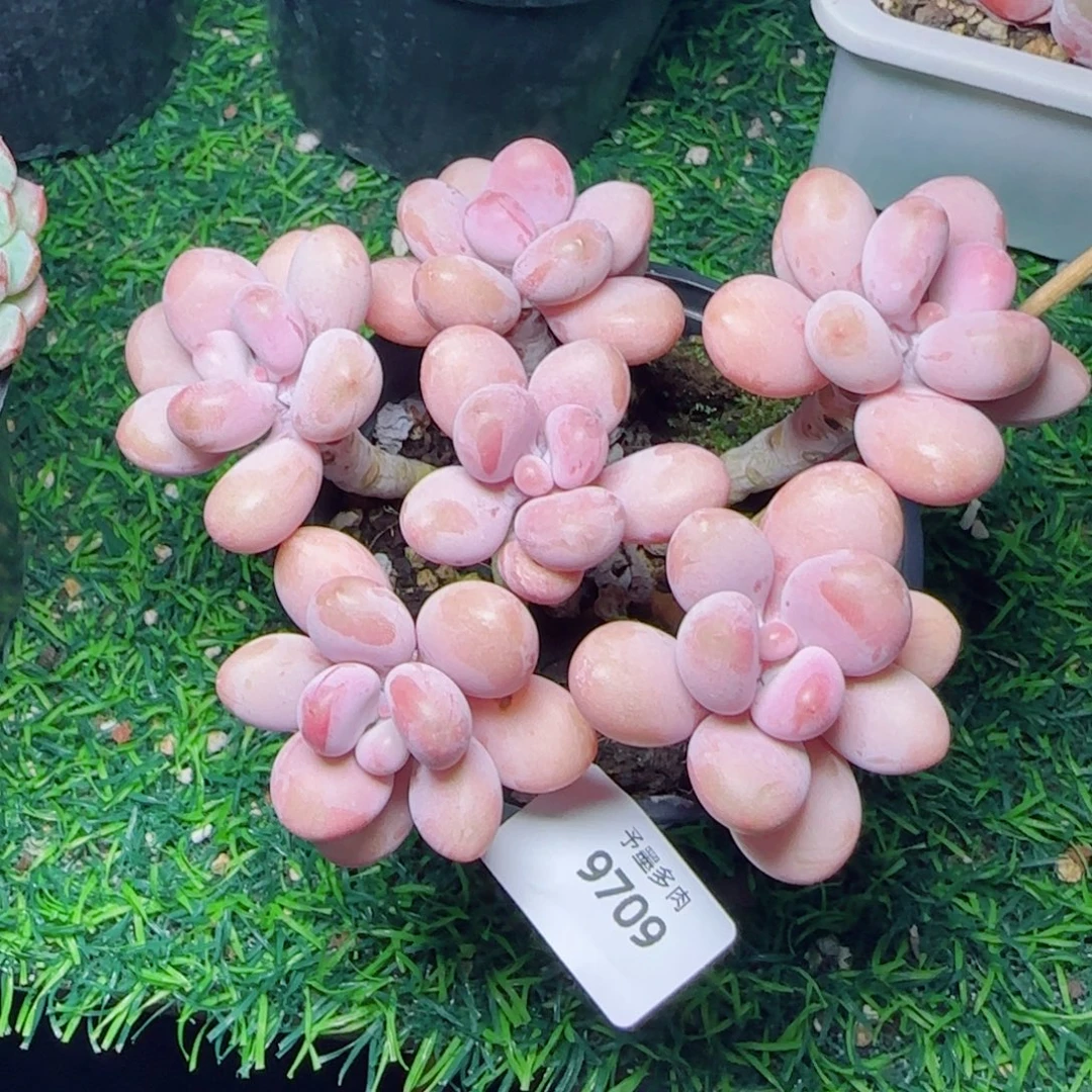 桃蛋无砍，9709多肉植物