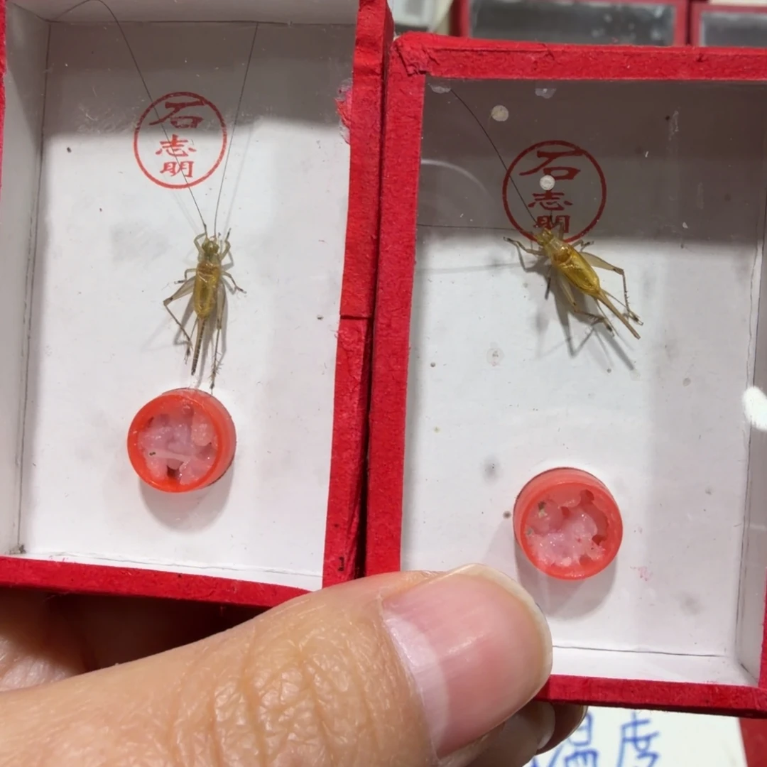 蟋蟀石老师飞机蛉两条