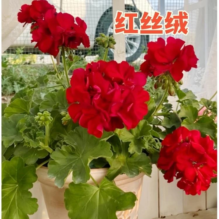 【红丝绒】直立精品多分支天竺葵带花苞原盆原土发货四季开爆花机器