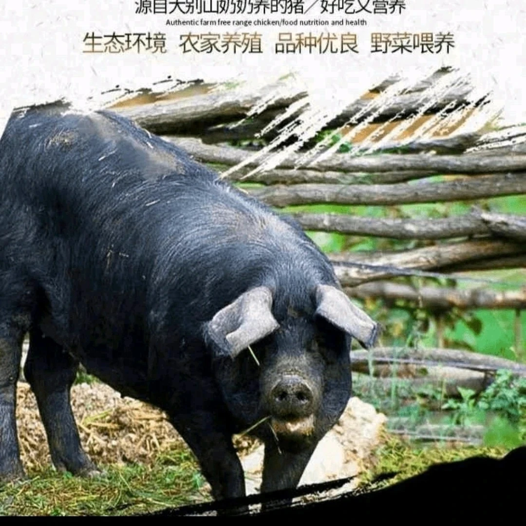 老品种沙皮猪黑毛猪鲜肉肉