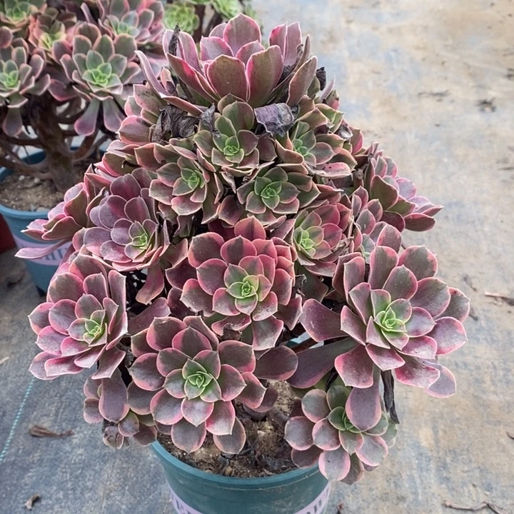 金丝雀多肉植物042
