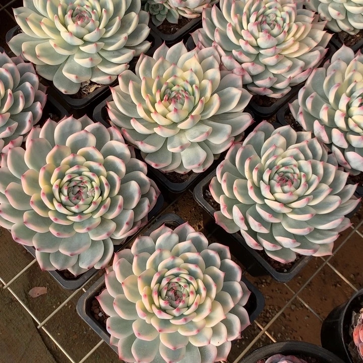 纟***每吉娃娃锦多肉植物