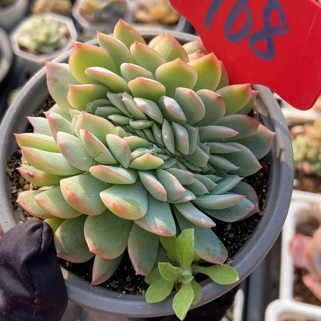 968雪夜缀多肉植物保护
