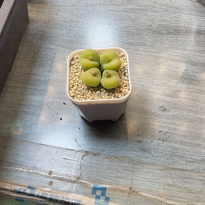 无***题佳人园艺博览会888