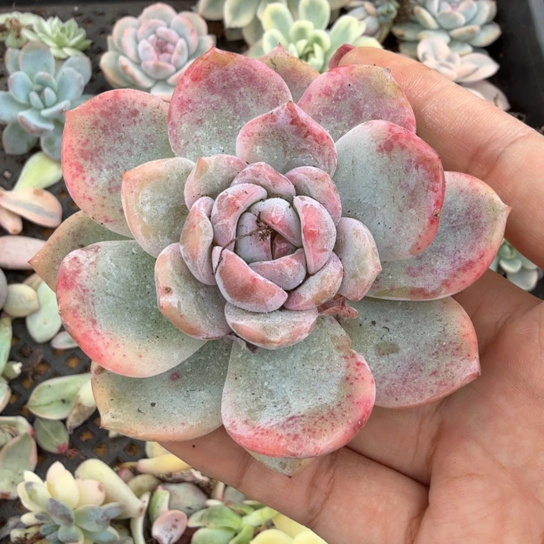 草莓来看腹轮锦你腹欧你锦