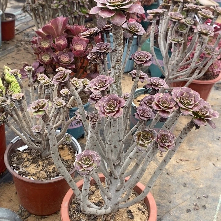 圆叶多肉植物020