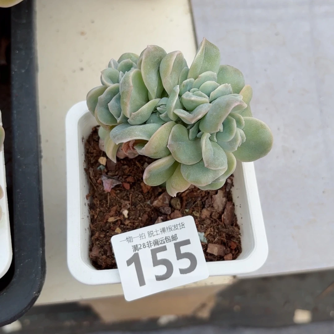 可爱玫瑰缀化无盆土发货