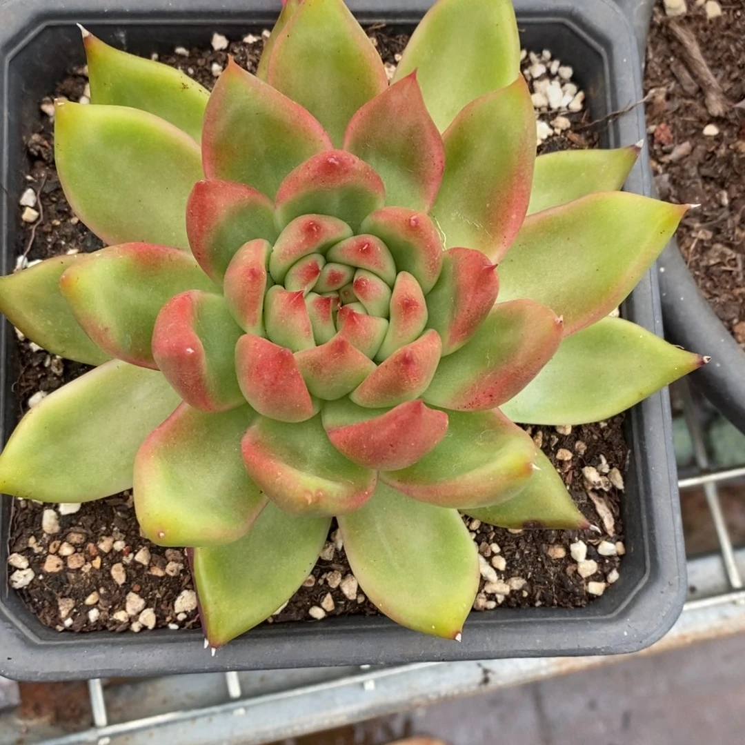 x016-多肉植物 凯亚