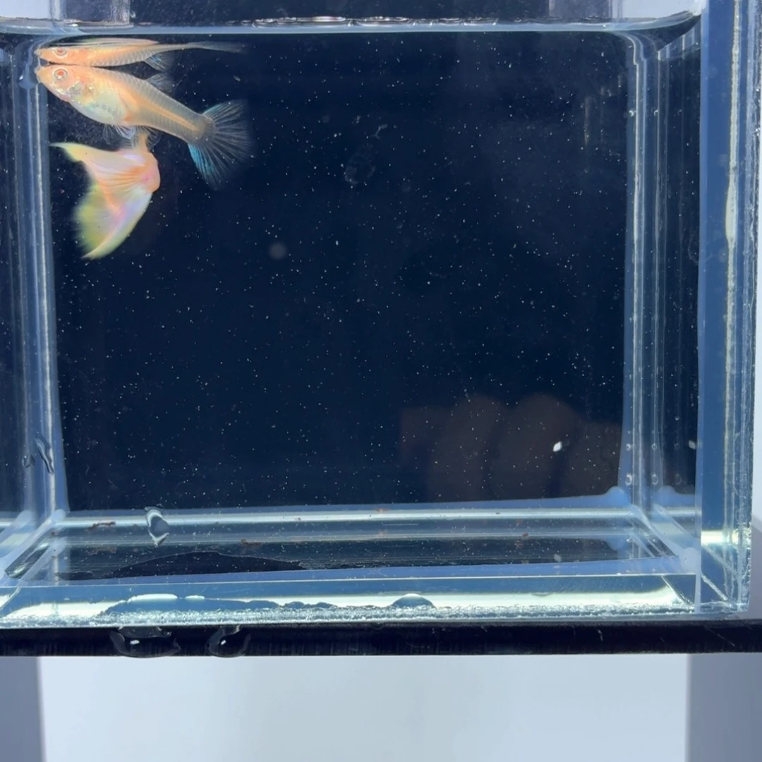 孔雀鱼极光幻彩一对（16）