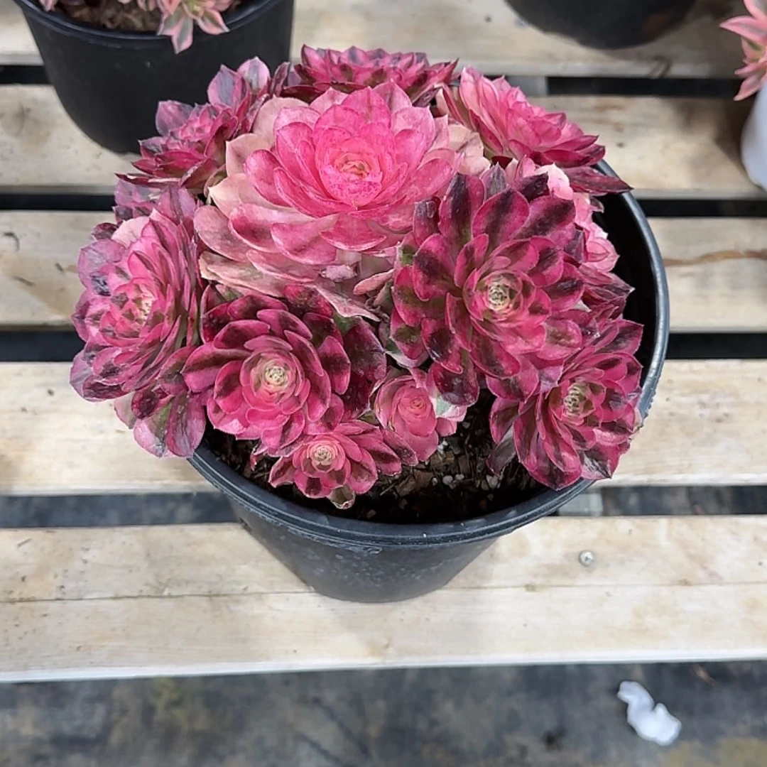 【闪购商品】冬*法师多肉