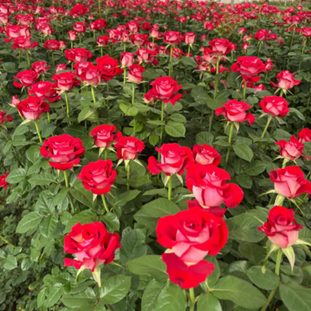 成媛【冰上芭蕾】大花双色多季开花阳台庭院微型月季盆栽花卉