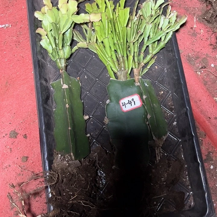 三颗嫁接小破苗无售后4-49