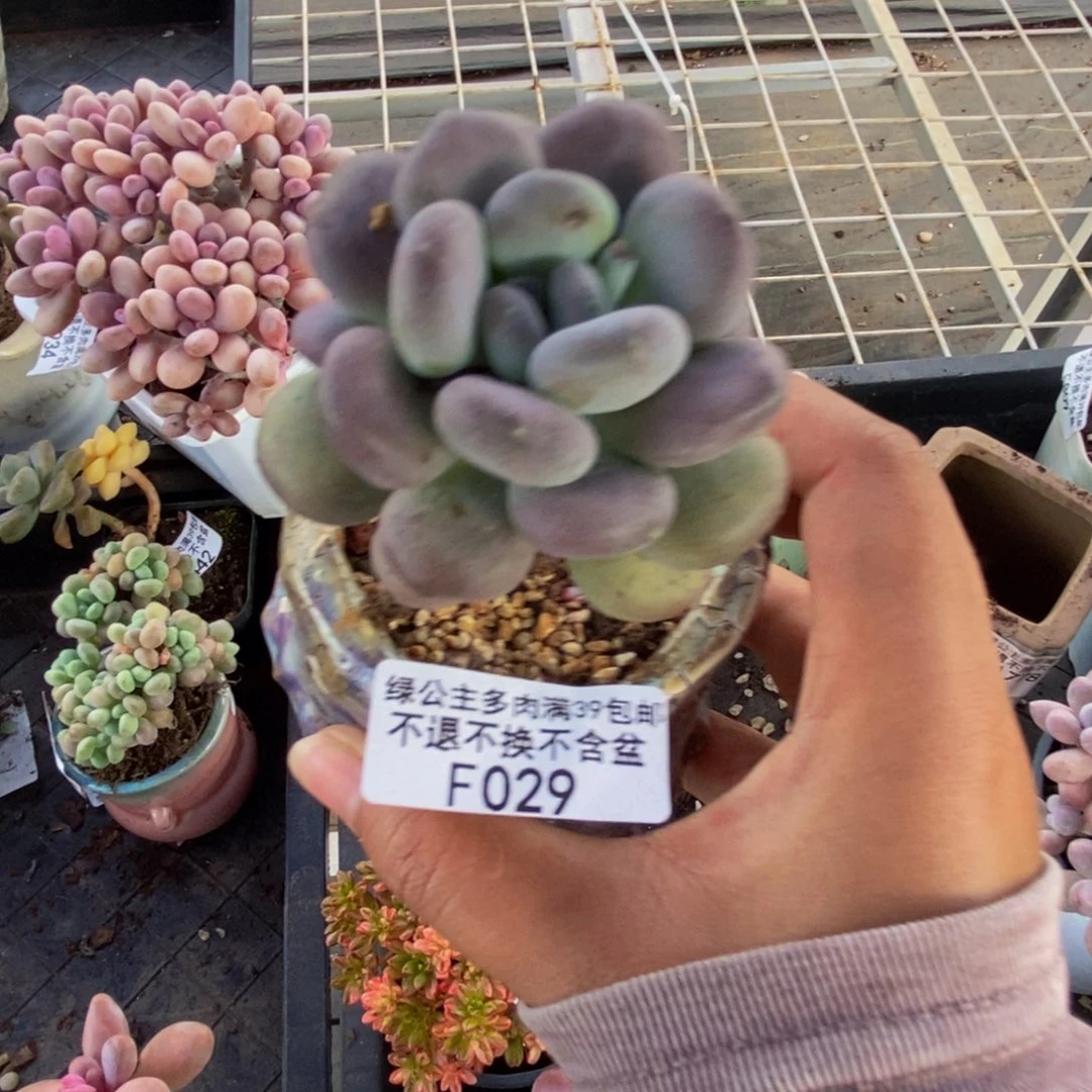 029月美人多肉6c m