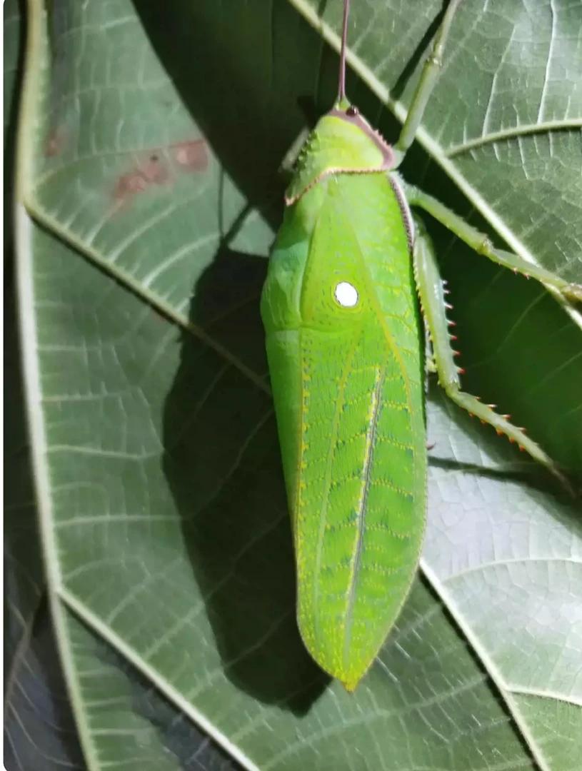 巨拟叶螽斯明信片