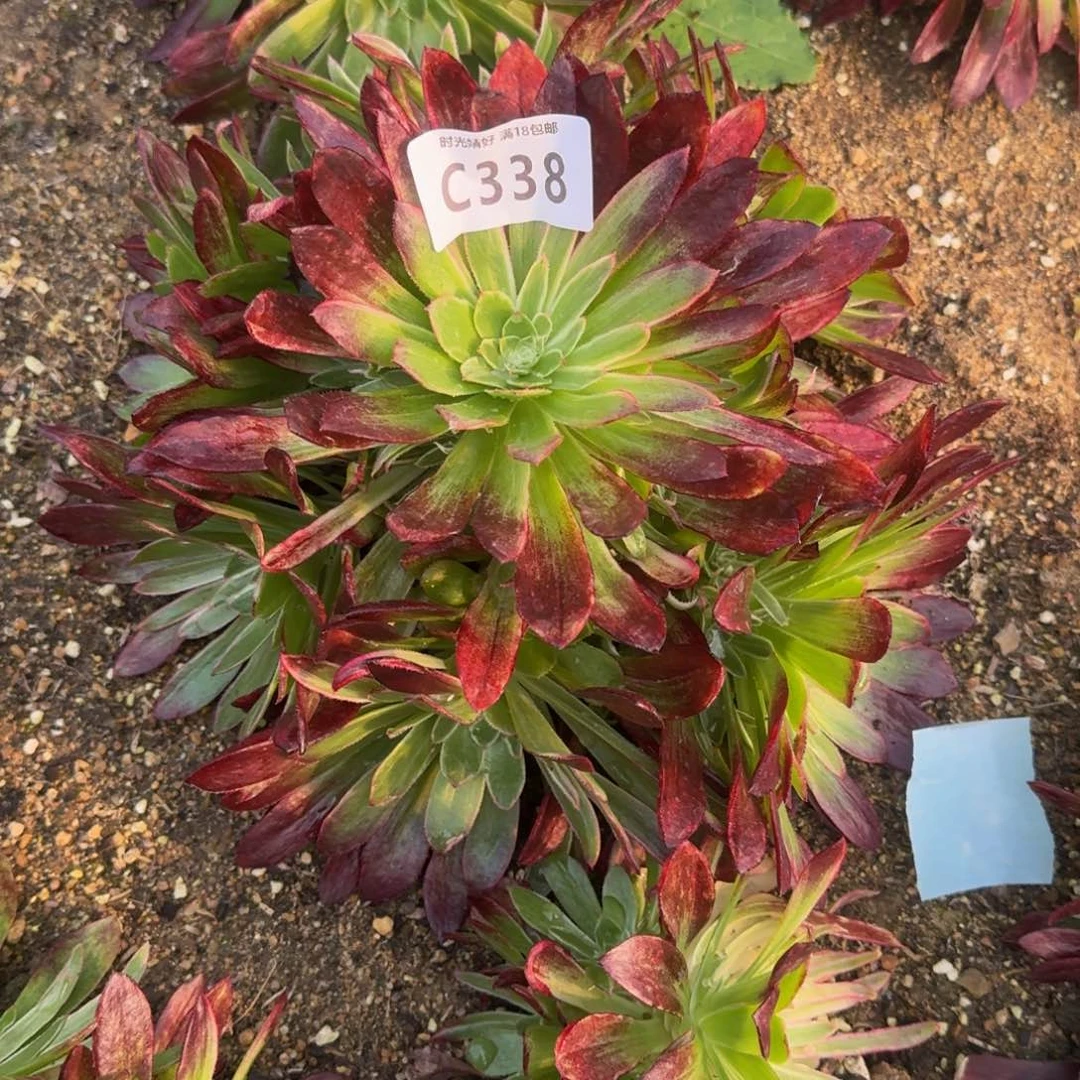 涵*338星黛露多肉植物