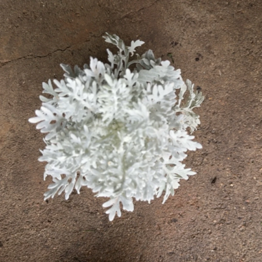 银叶菊耐寒耐热多年生