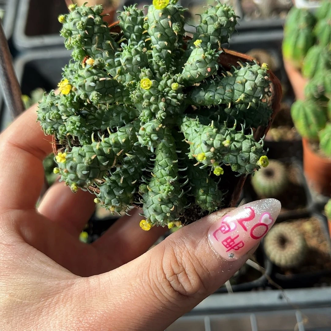 九头龙群生有根发货有根