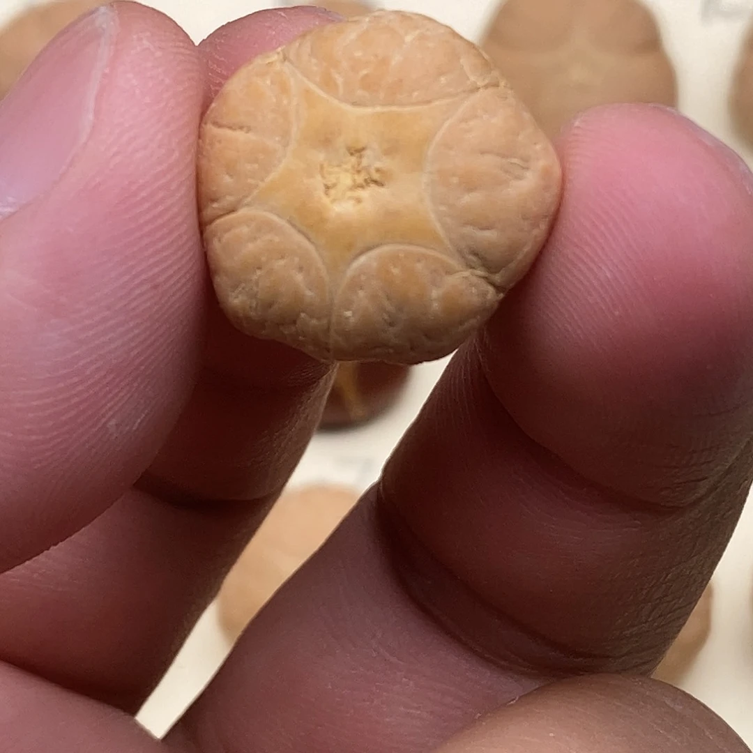 皓***色凤眼菩提吊坠五星三通