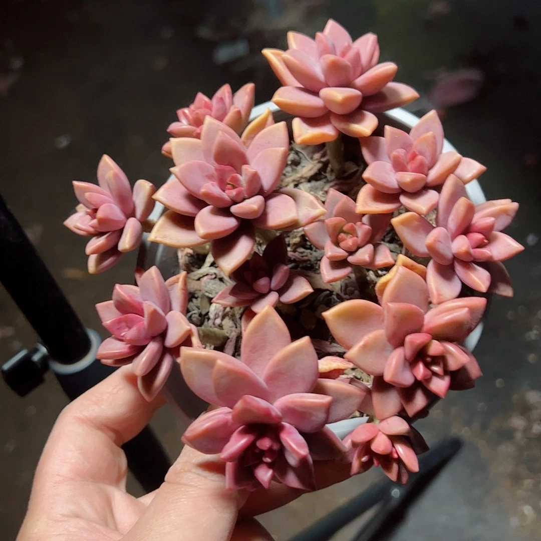 姬胧月散装带盆土一盆