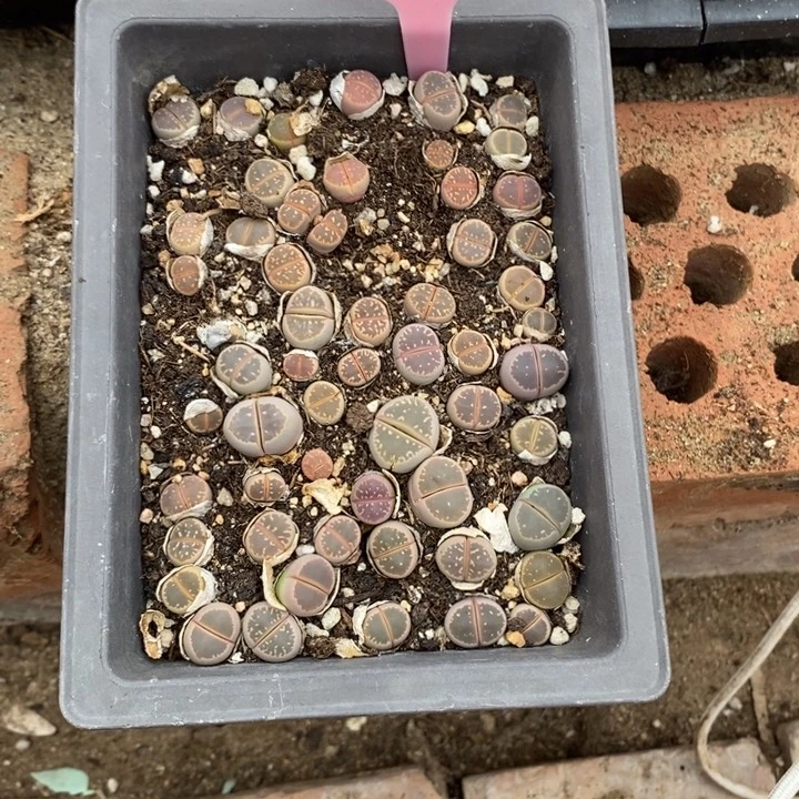 琪***）生石花等植物的生长732