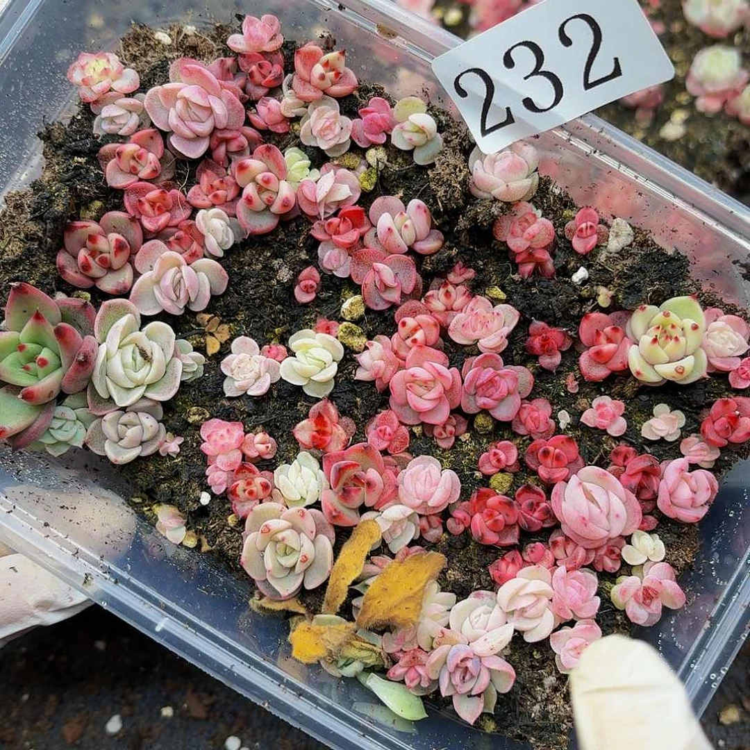 多肉植物多肉植物232