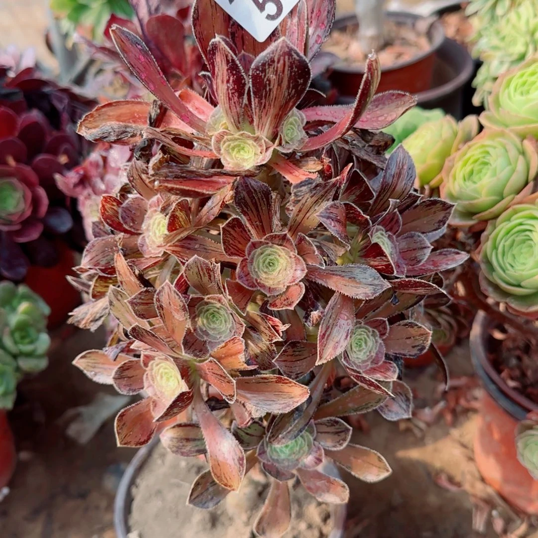 拉丝锦多肉538满20包邮断枝不包