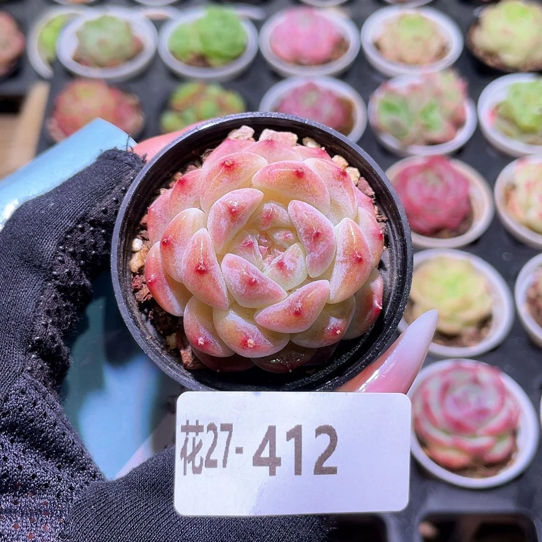 花利美27-412秘境冰魄