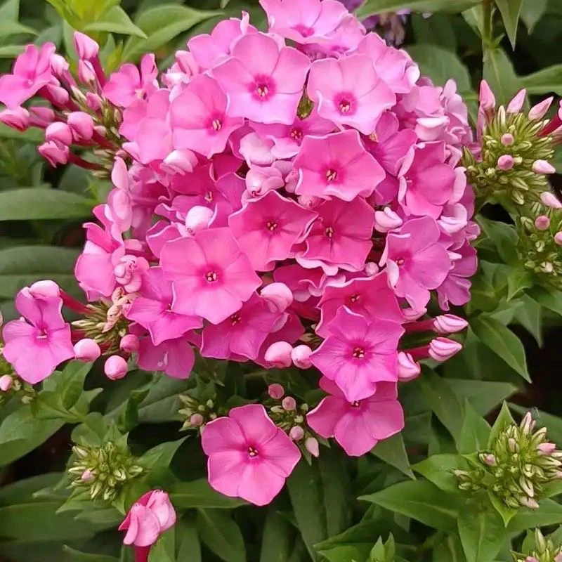 进口宿根福禄考四季开花花卉盆栽植物