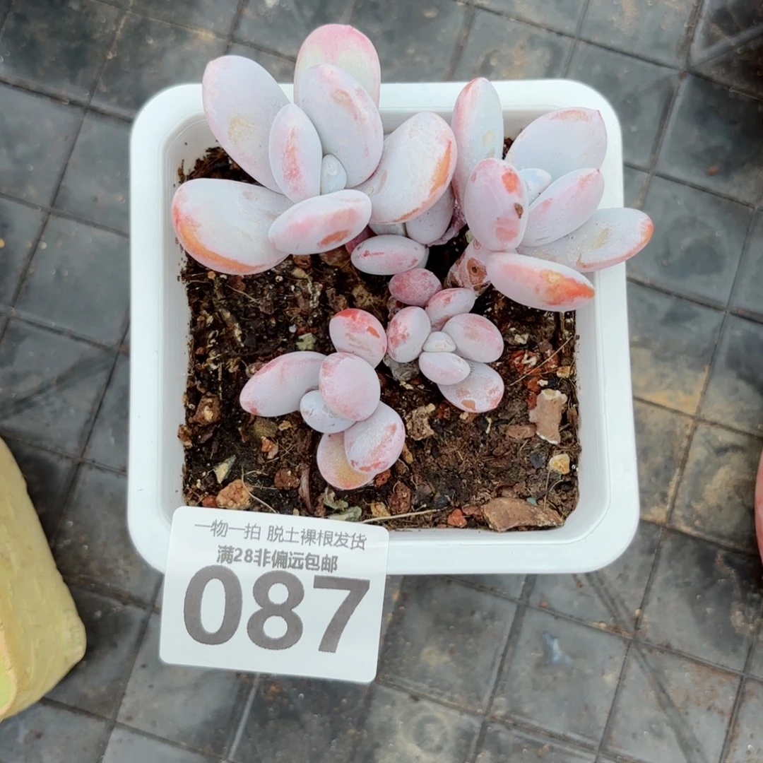 雪美人老桩无盆土发货