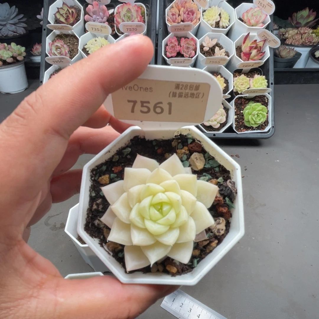 7561白天鹅4.5厘米